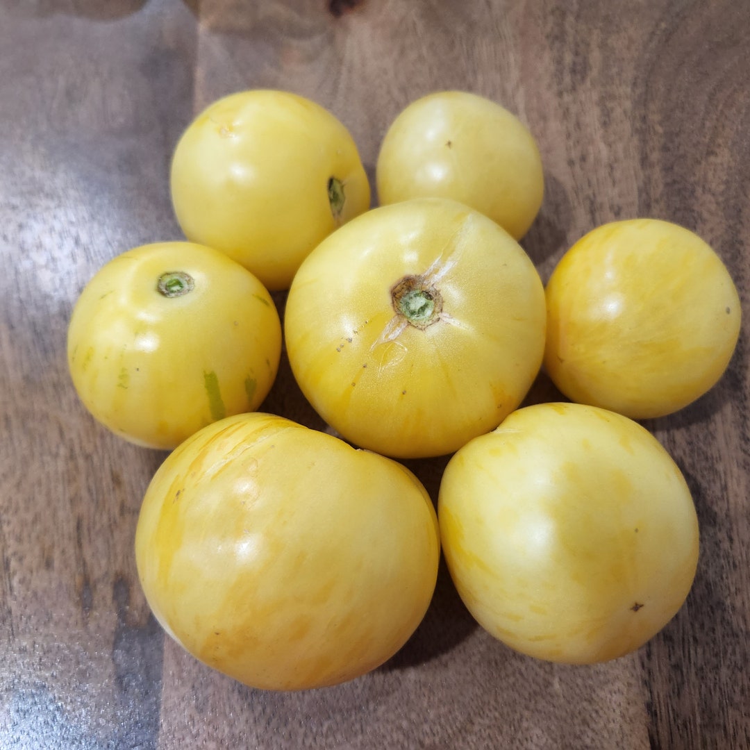 White Zebra Rare Tomato Seeds Indeterminate Non GMO Open Etsy