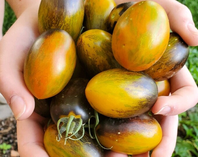 Brad's Atomic Grape Tomato Seeds, Indeterminate Open Pollinated