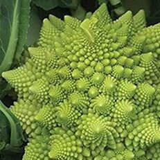 Romanesco Cauliflower Italian Heirloom Seeds, Romanesco Cauliflower | Romanesco Broccoli Heirloom Cauliflower 200 Seeds