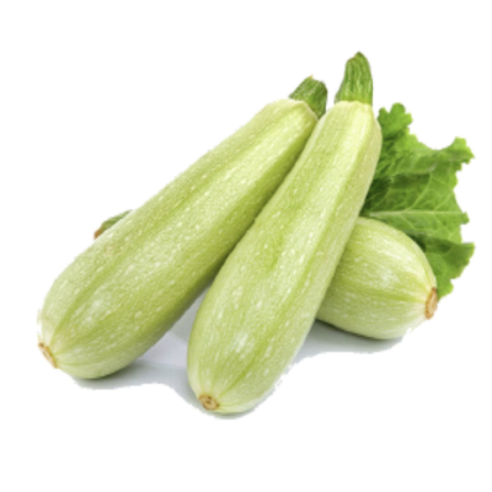 Squash Calabacita Mexican Grey Squash Grey Squash Grey Etsy