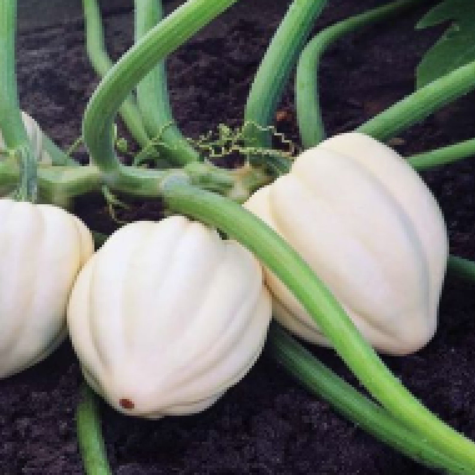 White Acorn Squash Seeds Cream of the Crop White Acorn Etsy