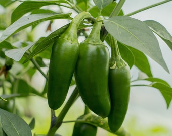Jalepeno Chili Pepper Seeds, Open Pollinated Non GMO Heirloom Jalapeno Chili Seeds 20 Seeds