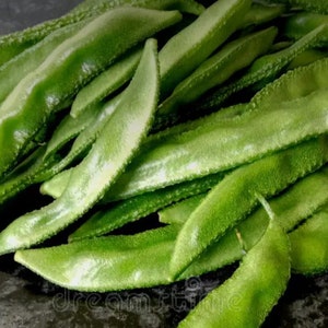 8 seeds of Hyacinth/Sem beans