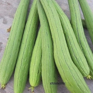 May include: A bunch of long, green, ribbed vegetables, known as loofah or sponge gourd, are arranged on a gray surface. The vegetables have a light green color and are about 12 inches long. The text "KITCHENSEEDS" is visible in the lower right corner of the image.