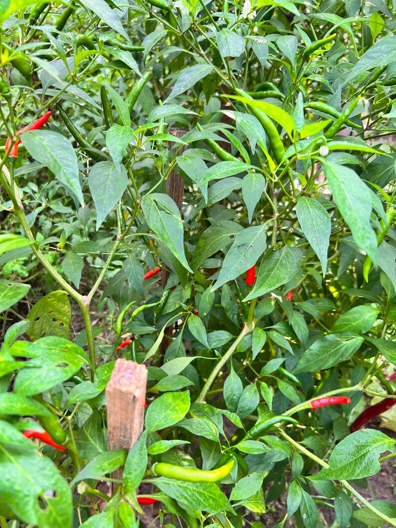 Thai Chilies Seeds 25 Etsy