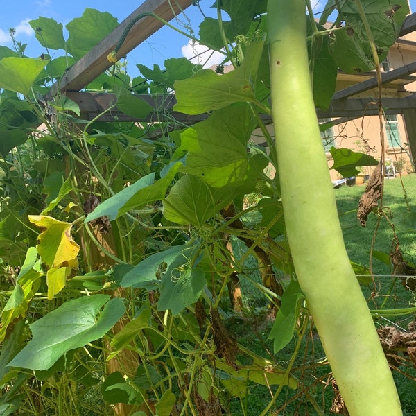 10 Lauki Seeds/Doodhi/Kaddu/ Long bottle gourd