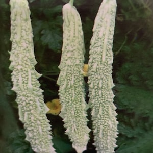 May include: Three long, white, bumpy gourds hanging from a vine. The gourds are about 12 inches long and have a textured surface.