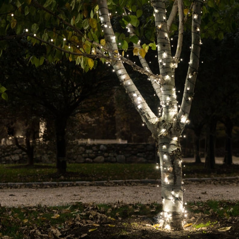 May include: A birch tree with white bark is decorated with white string lights. The tree is in a yard with other trees and a stone wall in the background.