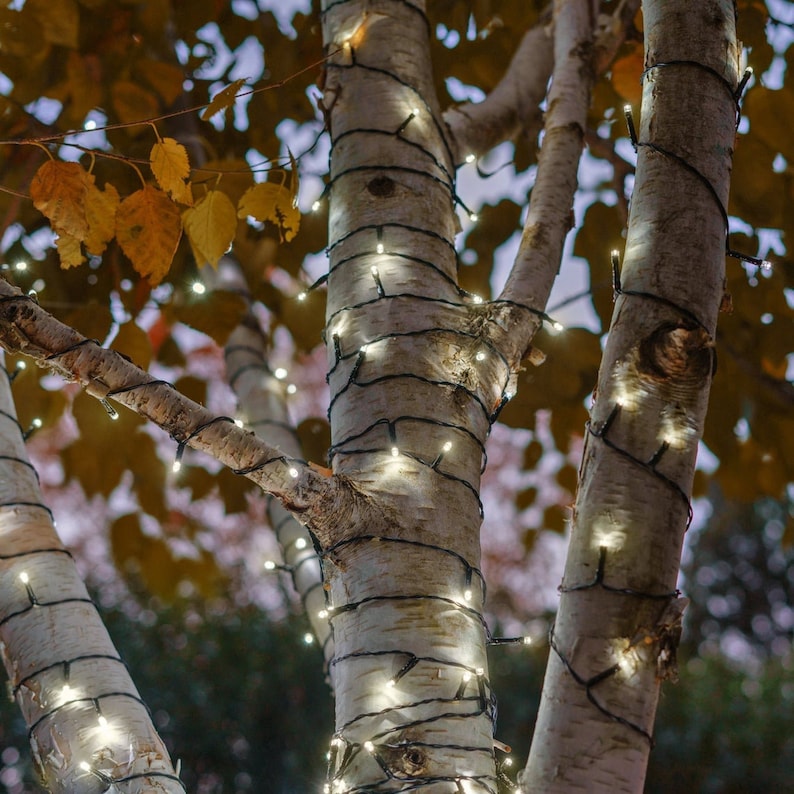 May include: White fairy lights wrapped around a birch tree trunk with yellow leaves in the background.