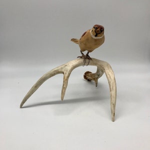 Artisan Made Wooden Bird on an Antler