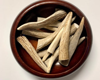 Deer Antler Tip, Medium 3" - 3.75" Curiosities, Altar Decoration, Witchcraft Oddities Display, Tool