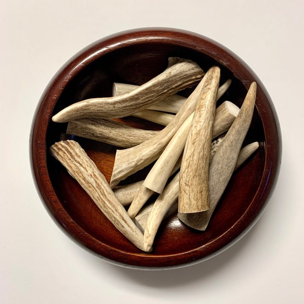 Deer Antler Tip, Medium 3" - 3.75" Curiosities, Altar Decoration, Witchcraft Oddities Display, Tool