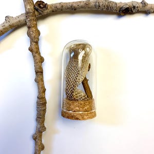 Cobra Mask Shed and Brambles in a Jar Specimen, Snake Shed Curiosities, Altar Decoration, Nature Decor, Witchcraft Oddities, Snake Decor