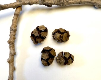 May include: Four small, brown pine cones with textured surfaces are arranged near two intersecting twigs. The twigs are light brown and have a rough texture. The cones are a darker brown color.