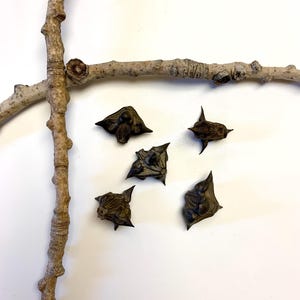 Devil Pods, Water Caltrop Specimen, Curiosities, Altar Decoration, Witchcraft Oddities, Spell Ingredients image 3
