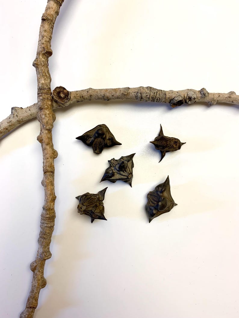 Devil Pods, Water Caltrop Specimen, Curiosities, Altar Decoration, Witchcraft Oddities, Spell Ingredients image 3