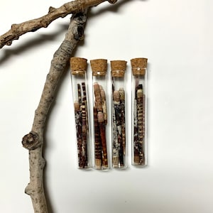 May include: Four glass test tubes with cork tops filled with small, brown and white seashells.