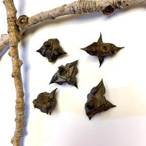 May include: Five dark brown water caltrops, also known as water chestnuts, are scattered on a white surface. A light brown tree branch is positioned diagonally across the top of the image. The caltrops have a spiky, star-like appearance.