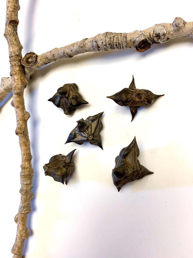 May include: Five dark brown water caltrops, also known as water chestnuts, are scattered on a white surface. A light brown tree branch is positioned diagonally across the top of the image. The caltrops have a spiky, star-like appearance.