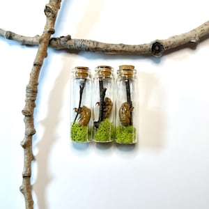 May include: Three small glass bottles with cork stoppers, each containing a cicada shell, a small twig, and green moss. The bottles are arranged in a row against a white background, with a tree branch in the upper left corner.