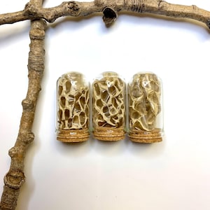 Egyptian Cobra Snake Skin Shed in a Jar Specimen, Curiosities, Altar Decoration, Nature Decor, Witchcraft Oddities, Snake Decor