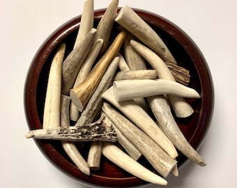 Deer Antler Tip, Small size 2"- 3" Curiosities, Altar Decoration, Witchcraft Oddities Display, Tool
