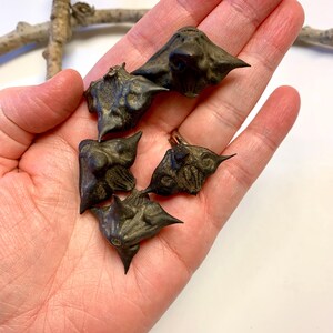 May include: Close-up of a hand holding several dark brown water caltrops, each with sharp, pointed projections. The caltrops have a textured surface and are arranged against a neutral background. A small twig is visible in the background.