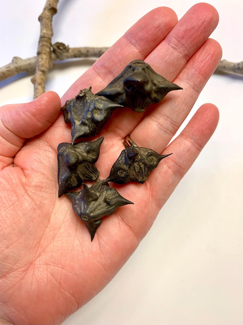 May include: Close-up of a hand holding several dark brown water caltrops, each with sharp, pointed projections. The caltrops have a textured surface and are arranged against a neutral background. A small twig is visible in the background.