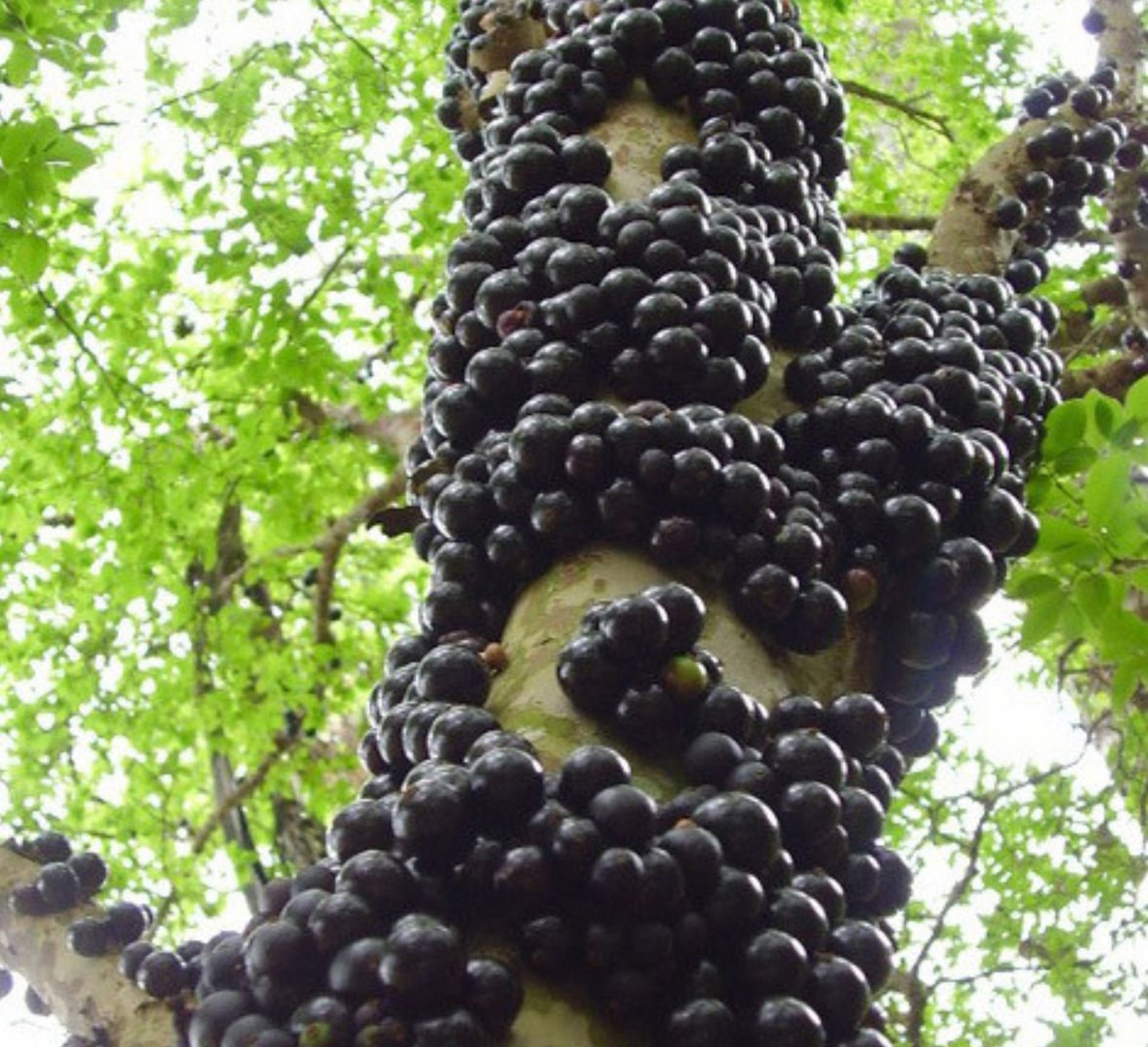 OG Grafted Brazilian Grapetree Jaboticaba Numerous Health Etsy