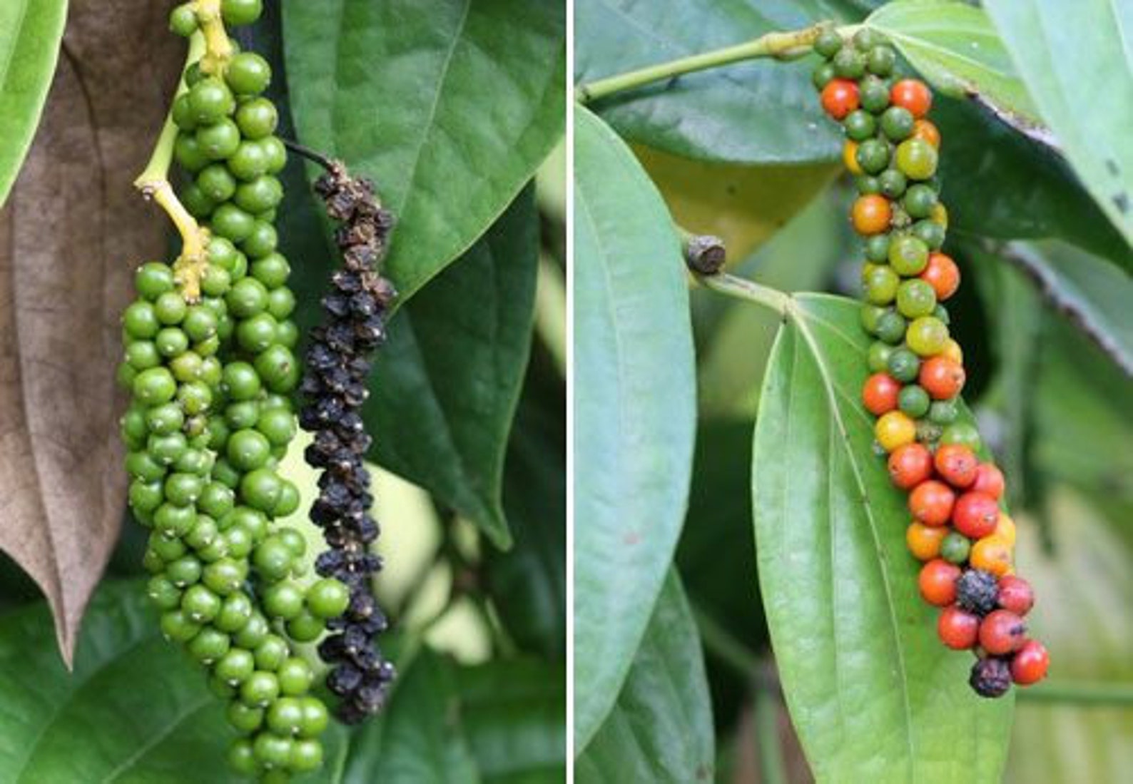 Black Peppercorn Culinary Exotic Vine Produces Delicious Etsy