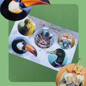 Vogels van een veer| Stickervel realistisch geïllustreerde vogels – set van 5 | Halfglanzend vinyl | Natuur- en natuurstickers voor tijdschriften