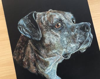 Custom Hand Drawn Colored Pencil Pet Portrait | Memorial Pet Gift | Background color of your choice!