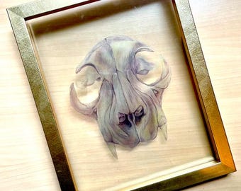 Cat Skull Illustration | Colored Pencil Transparency Print - Floating Frame Included