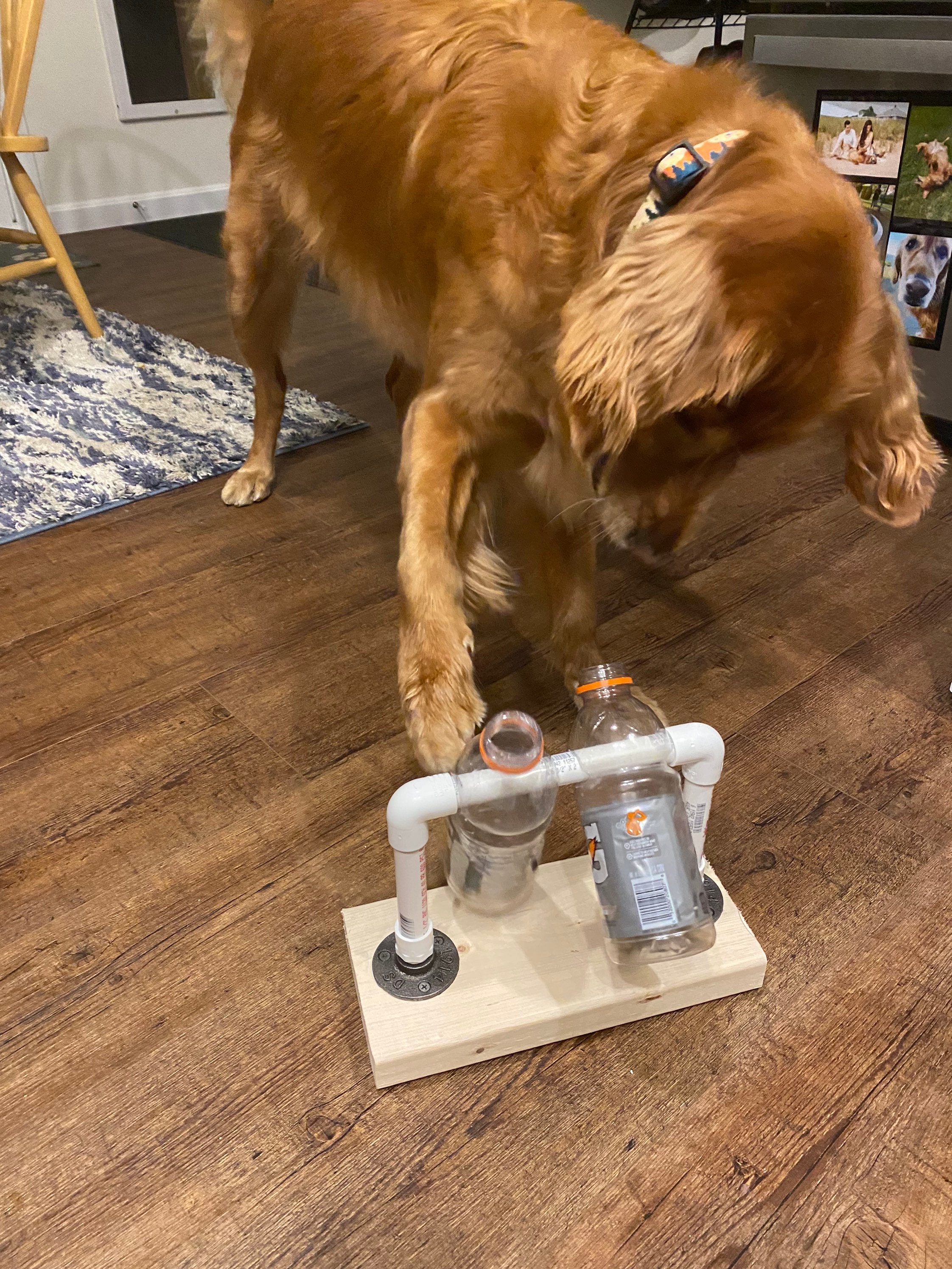 Dog Puzzle Feeder – Family Pooch