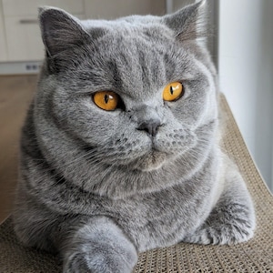May include: A close-up of a gray British Shorthair cat with striking orange eyes. The cat is sitting on a textured surface, its fur a soft, muted gray. The cat's gaze is focused, and its expression is calm.