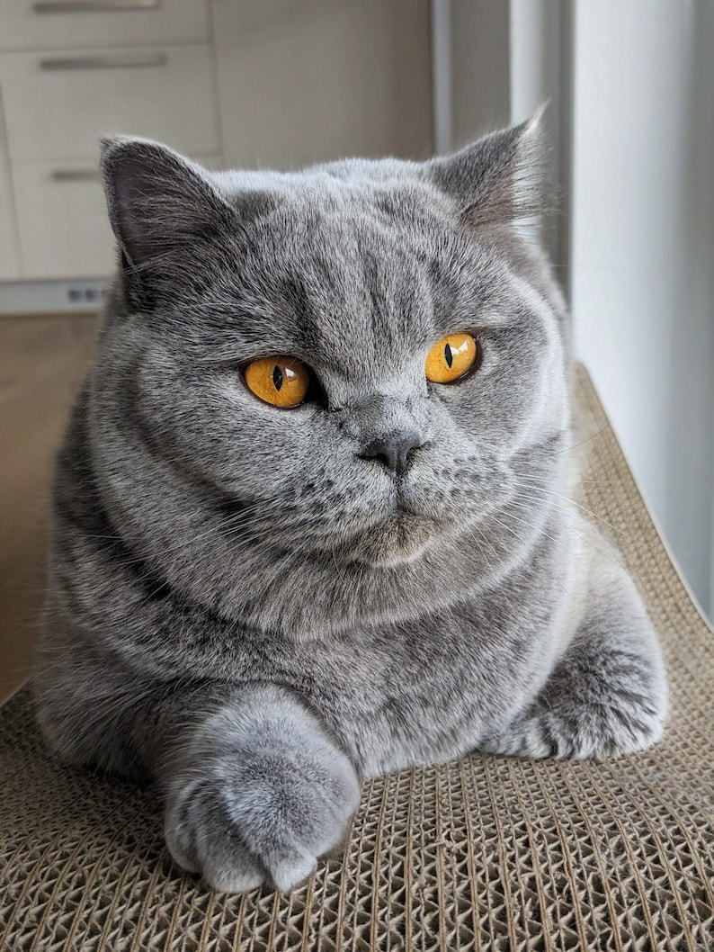May include: A close-up of a gray British Shorthair cat with striking orange eyes. The cat is sitting on a textured surface, its fur a soft, muted gray. The cat's gaze is focused, and its expression is calm.