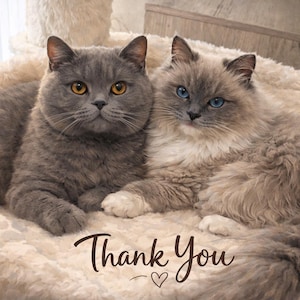 May include: Two cats, one gray with orange eyes and the other light gray with blue eyes, are nestled together on a fluffy, cream-colored bed. The words "Thank You" are written in a cursive font below the cats, with a small heart symbol.
