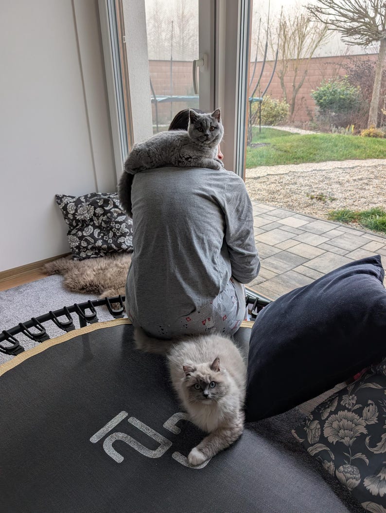 May include: A gray cat sits on a person's shoulders, while another cat rests on a black trampoline. The trampoline has white text. A pillow with a floral pattern is visible. The scene is indoors, with a view of a backyard through a window.