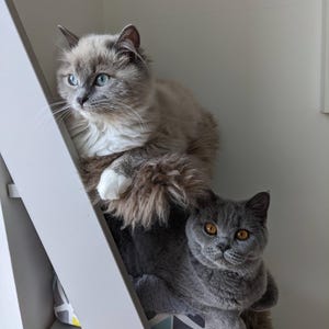 May include: Two cats, one light gray and one dark gray, are perched on a white cat tree. The light gray cat has blue eyes and is looking off to the side. The dark gray cat has orange eyes and is looking directly at the camera.
