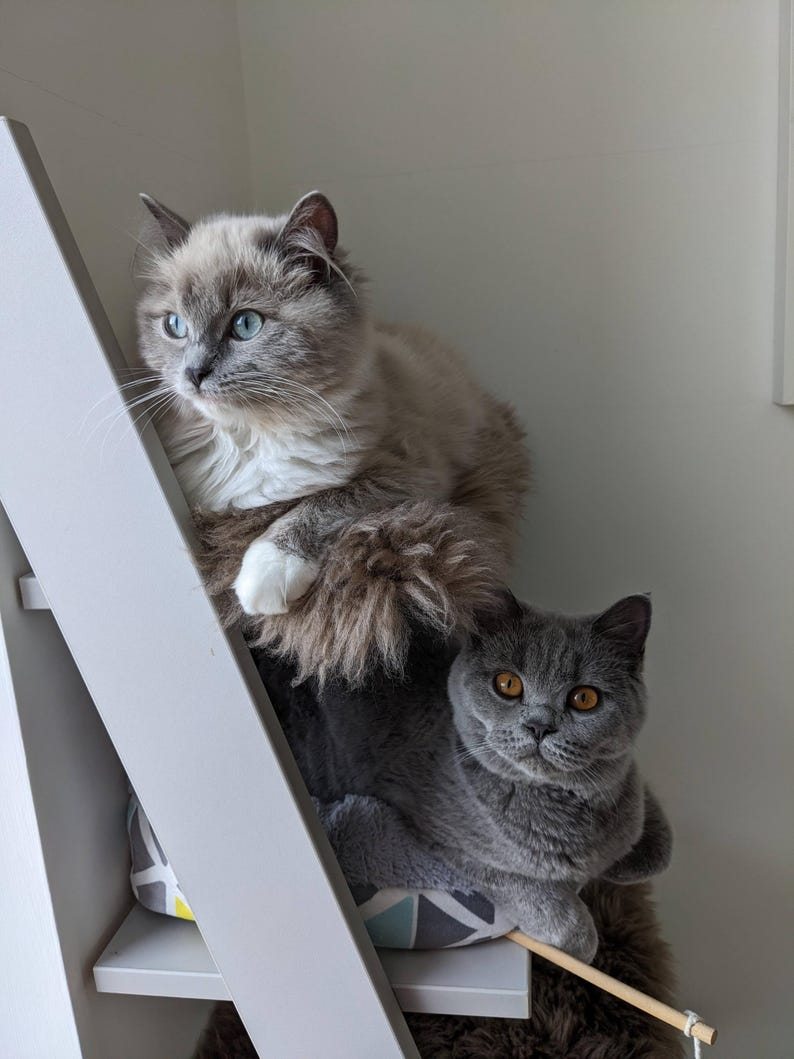 May include: Two cats, one light gray and one dark gray, are perched on a white cat tree. The light gray cat has blue eyes and is looking off to the side. The dark gray cat has orange eyes and is looking directly at the camera.