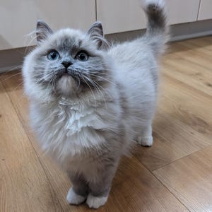 May include: A fluffy, light gray and white Ragdoll cat with striking blue eyes. The cat stands on a wooden floor, looking upwards with its tail curled. The cat has a soft, plush appearance, with a full coat of fur.