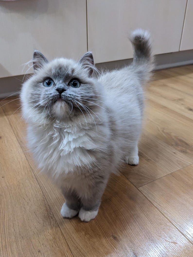 May include: A fluffy, light gray and white Ragdoll cat with striking blue eyes. The cat stands on a wooden floor, looking upwards with its tail curled. The cat has a soft, plush appearance, with a full coat of fur.