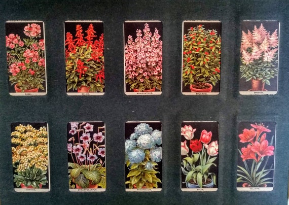 Wills's Cigarette Card Album, Sets Flower Culture in Pots, Gardening Hints 