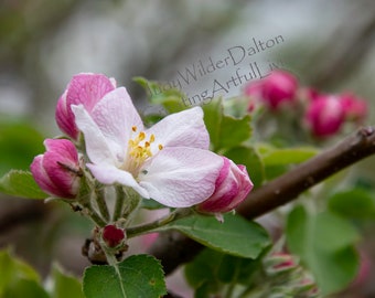 Apple Blossom Tree Etsy Apple Blossom Tree Etsy