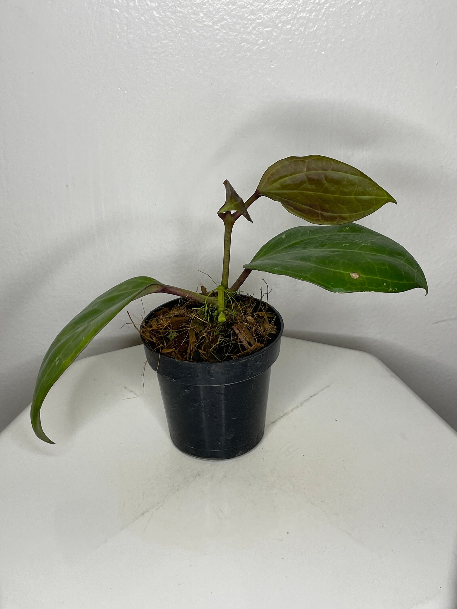 sarawak hoya sarawak hoya