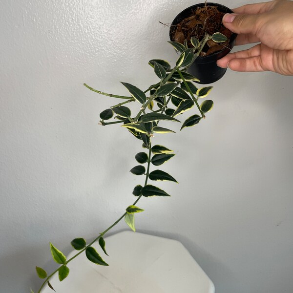 Hoya 'Bella' Outer Variegated