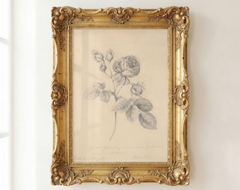MAILED PRINT | Antique Rose Sketch Reproduction | 19th Century Artwork | Vintage Botanical Art | Cottage Farmhouse Aesthetic Decor