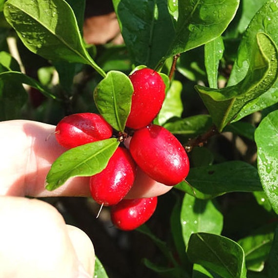 Miraculine, Baie du Miracle, de 5 à 60 Fruit Miracle séché, Syncepalum  Dulcificum. -  France