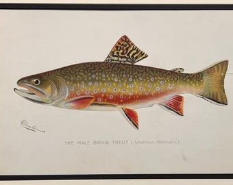 Original 1900c Denton Male Brook Trout Fish Print,Matted + Ready-2-Frame,Not Reproduction,Lithograph,Old