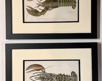 Orig 1900c Denton Male & Female Lobster Prints,Framed,Not Reproduction,Litho,Old